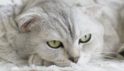 今年我在黑料不打烊看到吃瓜爆料，第一反应是反转你以为的真相可能是反的